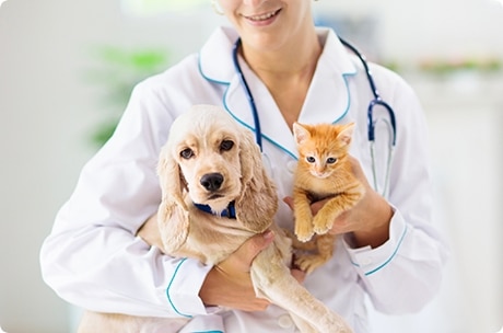 Veterinary Hospital Drives Business with Effective Communication Solution