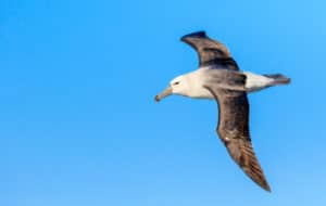 albatross_bird